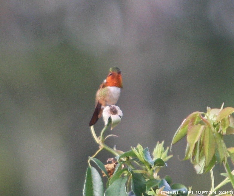 Scintillant Hummingbird - Charlie Plimpton