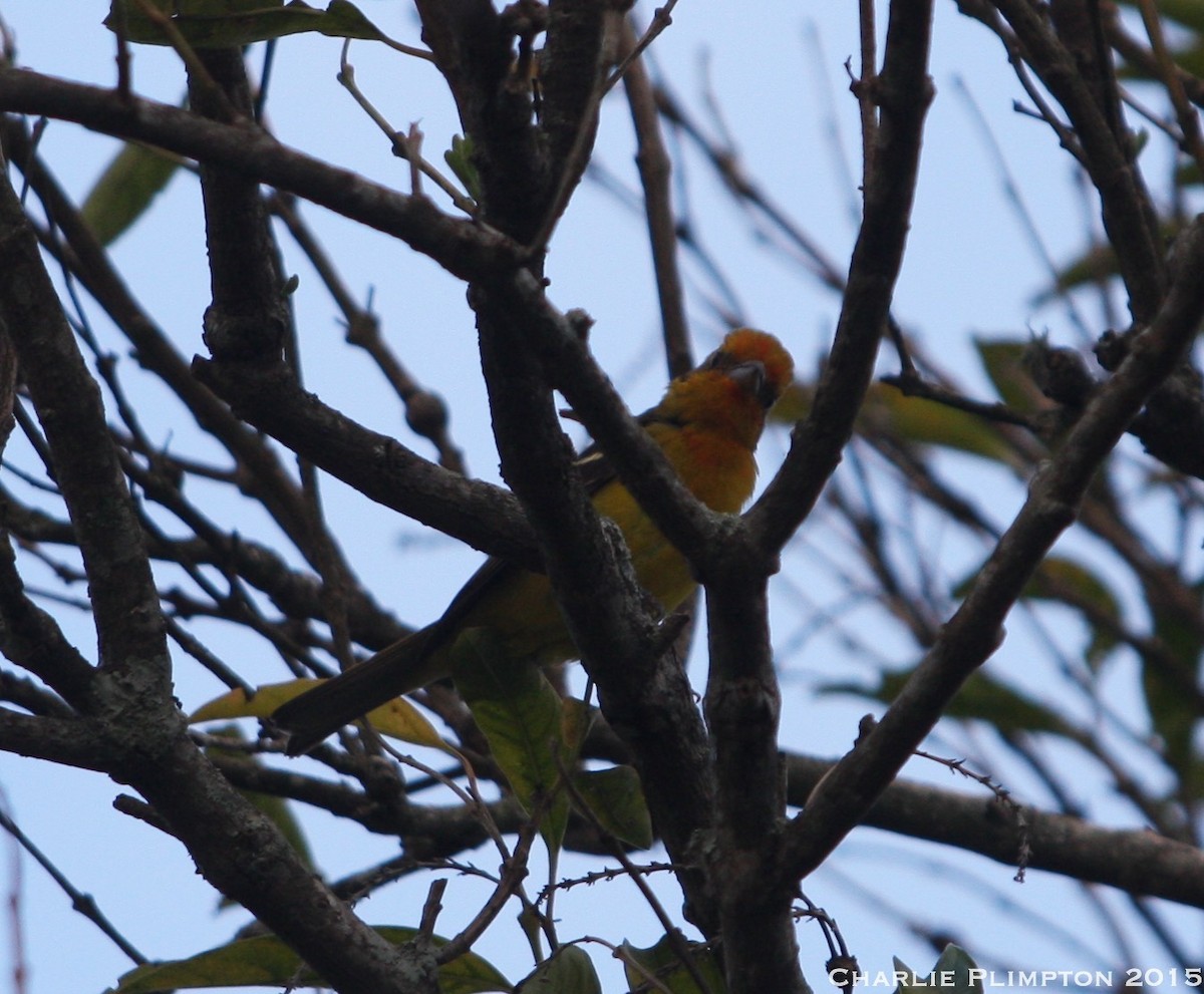 Flame-colored Tanager - Charlie Plimpton