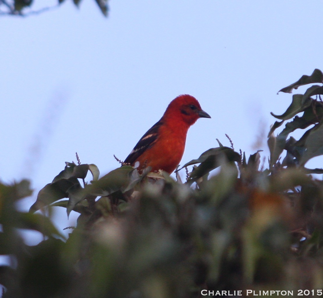 Flame-colored Tanager - Charlie Plimpton