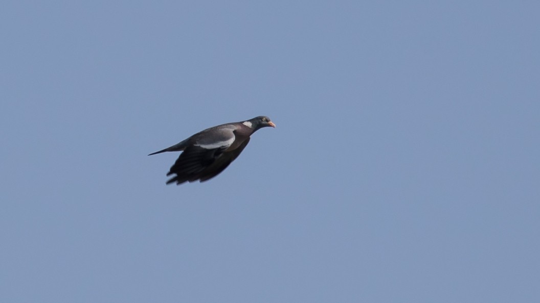 Common Wood-Pigeon - Göktuğ  Güzelbey