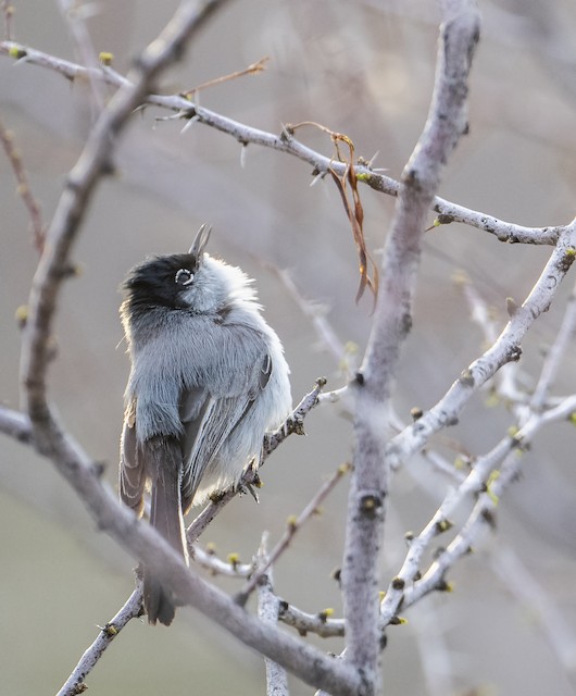 https://cdn.download.ams.birds.cornell.edu/api/v1/asset/222042931/