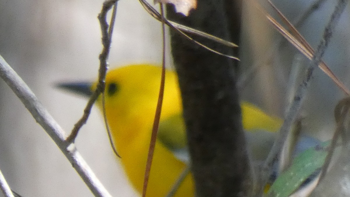 Prothonotary Warbler - ML222050081