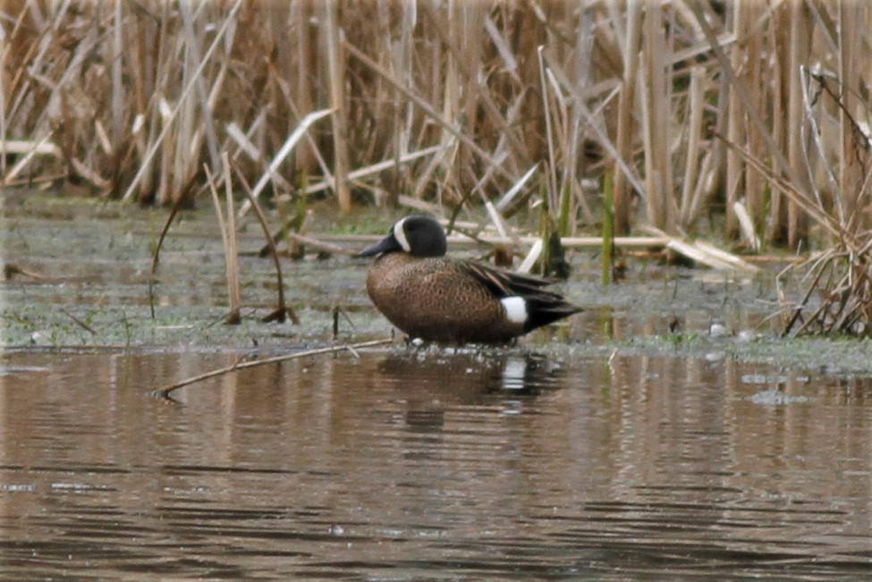Blue-winged Teal - ML222051151