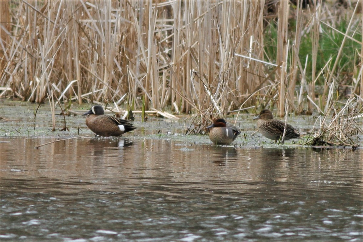 Blue-winged Teal - ML222051191