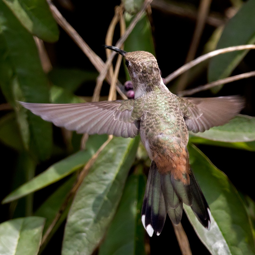 Oasis Hummingbird - Lars Petersson | My World of Bird Photography