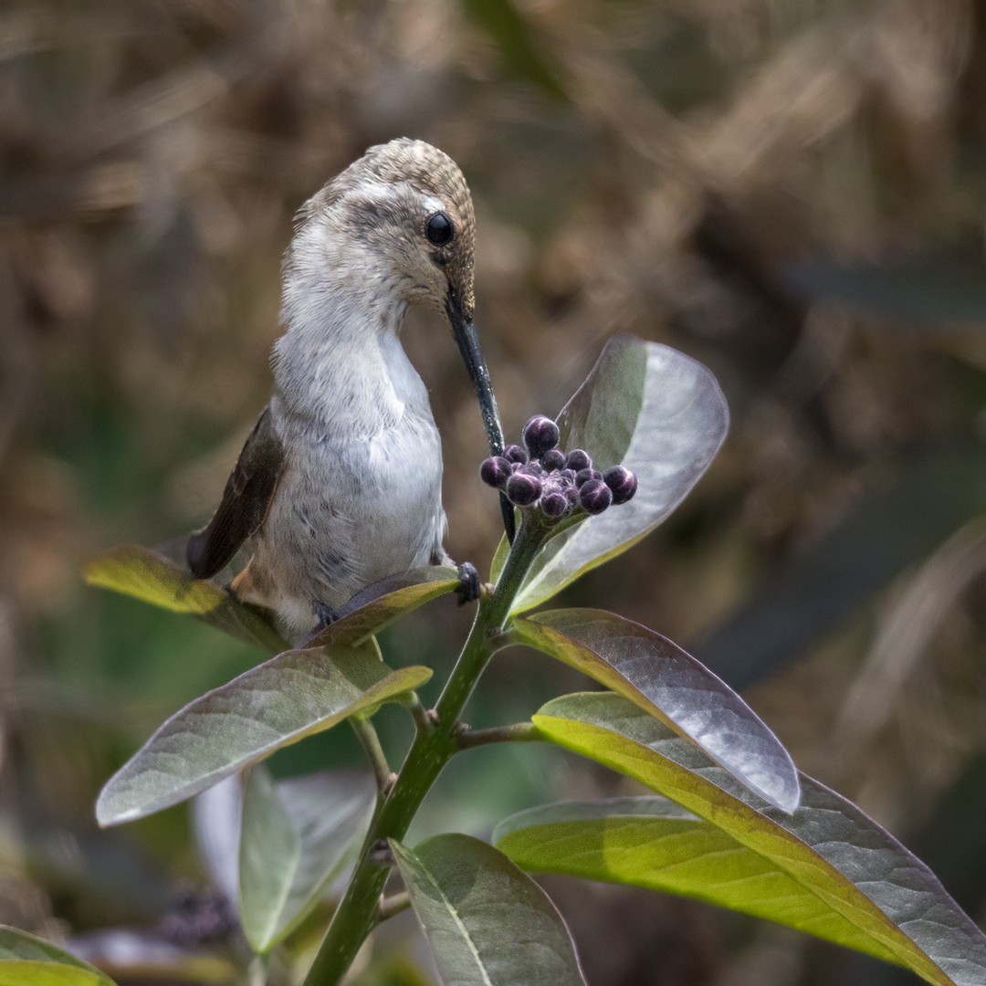 Oasis Hummingbird - Lars Petersson | My World of Bird Photography
