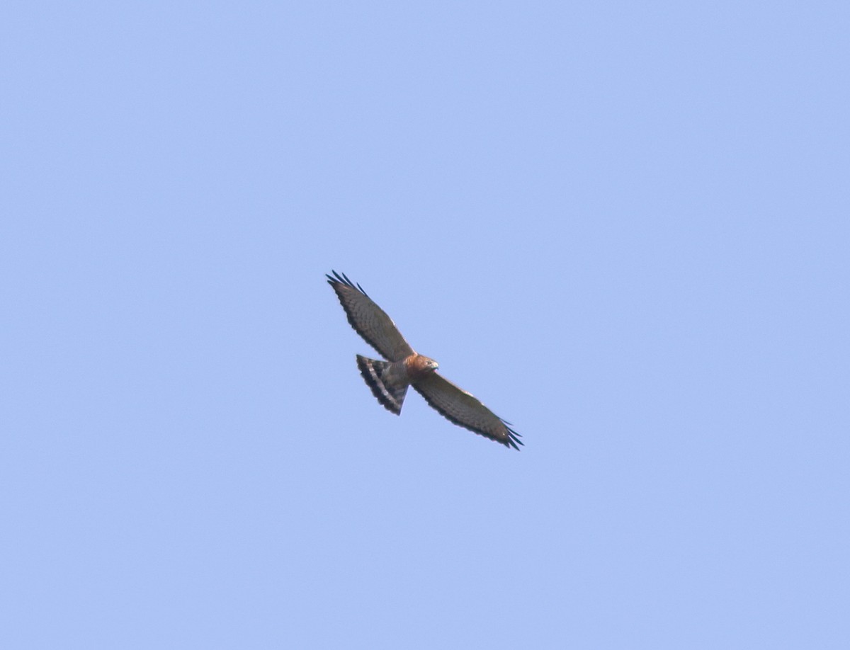 Broad-winged Hawk (Northern) - Jorge Montejo