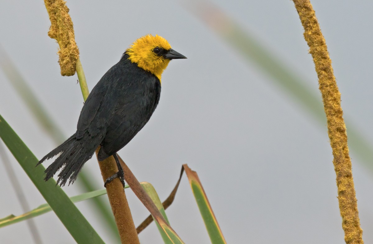 Yellow-hooded Blackbird - Lars Petersson | My World of Bird Photography