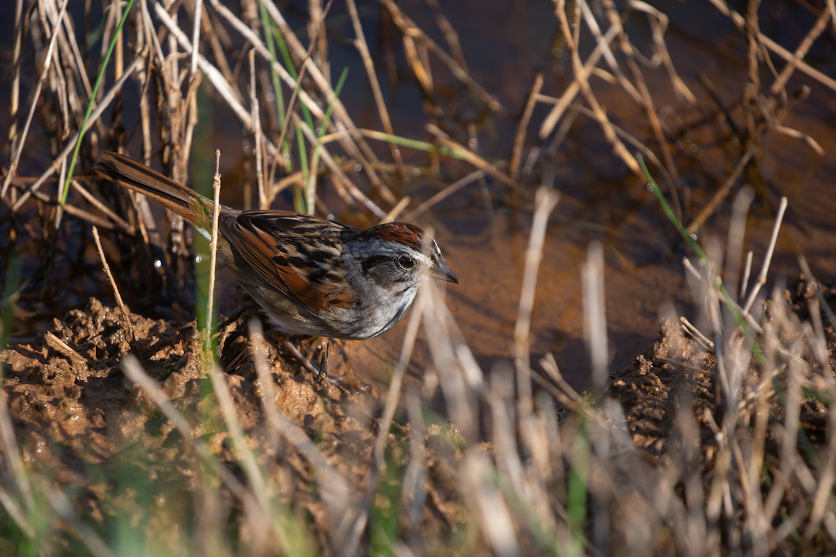 Swamp Sparrow - Eugene Huryn