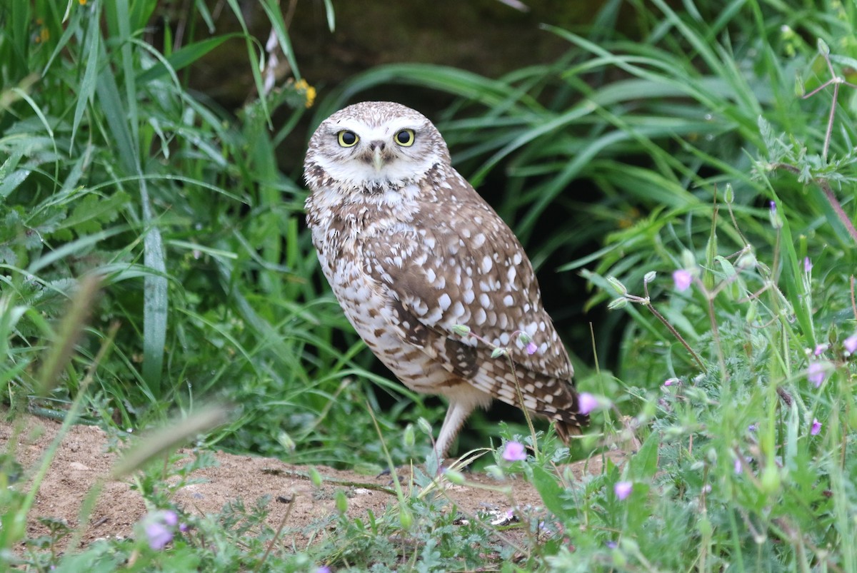 Burrowing Owl - James (Jim) Holmes
