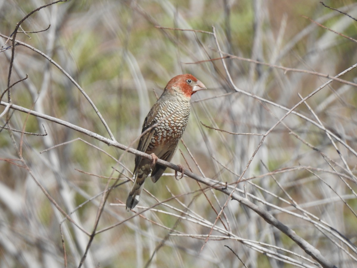 Red-headed Finch - marti ikehara