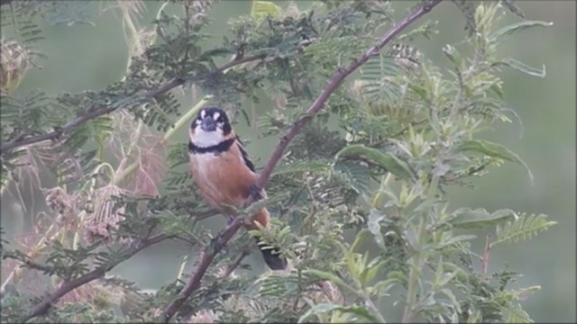 Rusty-collared Seedeater - ML222063941