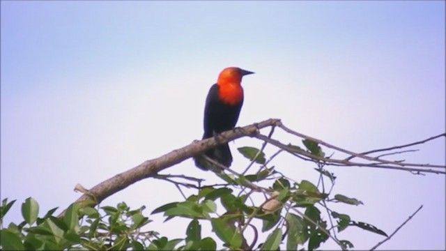 Scarlet-headed Blackbird - ML222066421