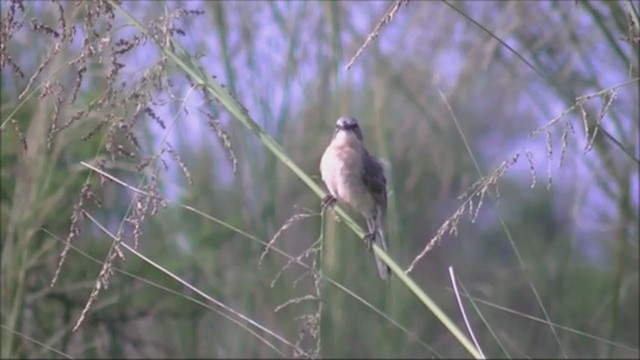 Long-tailed Reed Finch - ML222066491