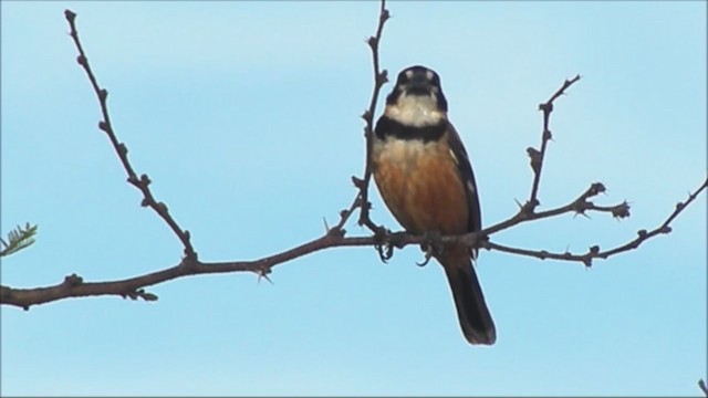 Rusty-collared Seedeater - ML222066601