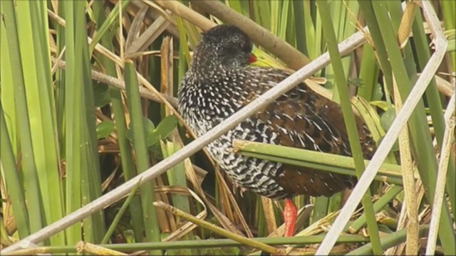 Spotted Rail - ML222066851