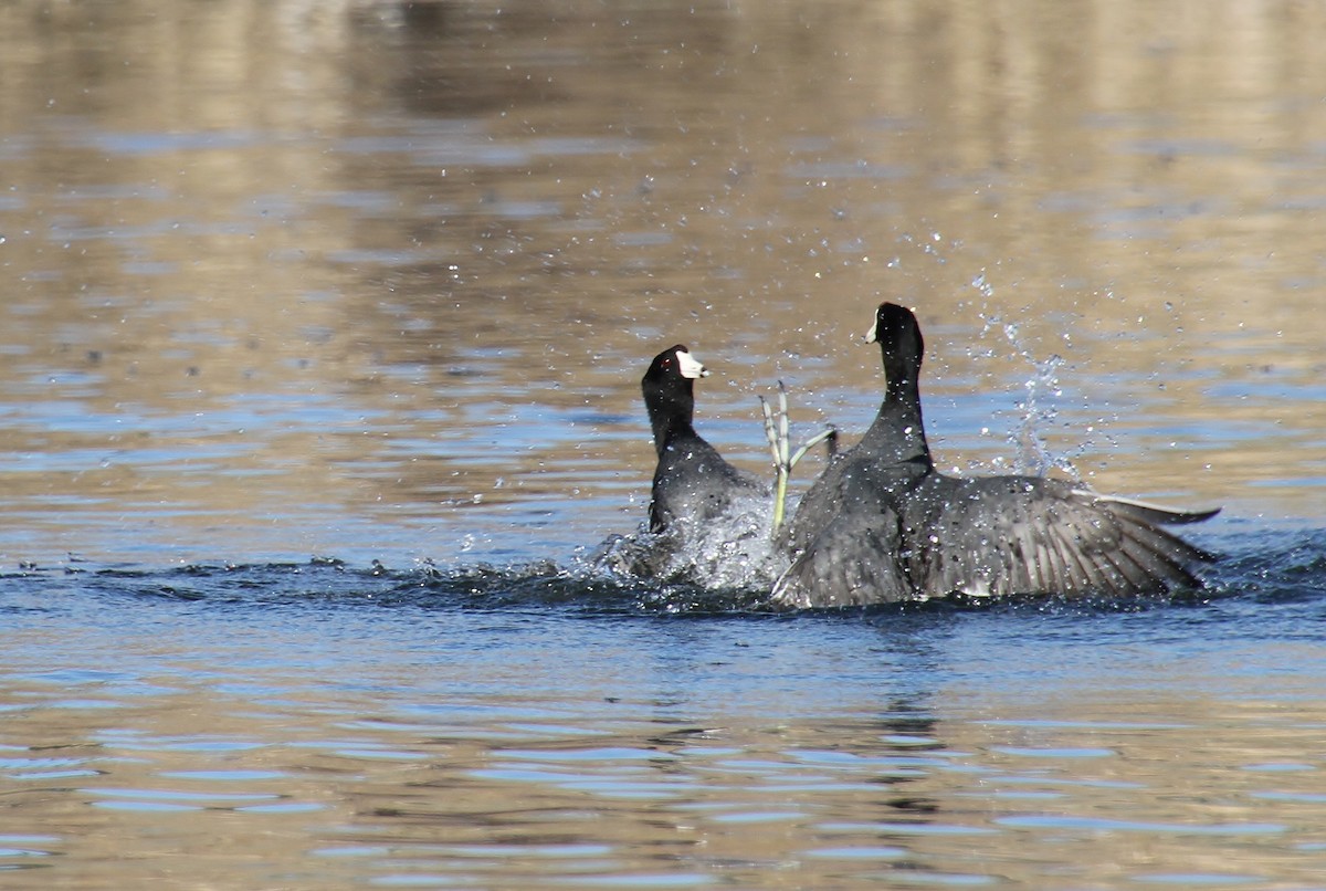 American Coot (Red-shielded) - ML222069111