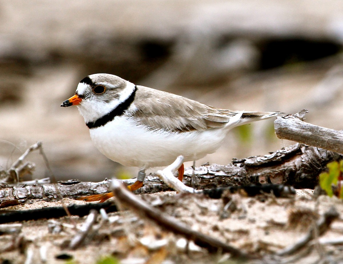 Piping Plover - Greg Lawrence