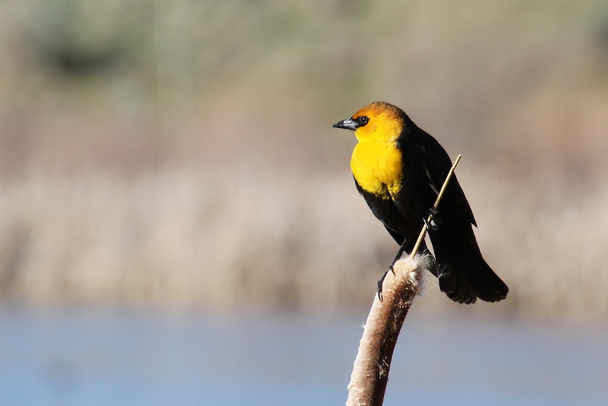 Yellow-headed Blackbird - Jared Peck