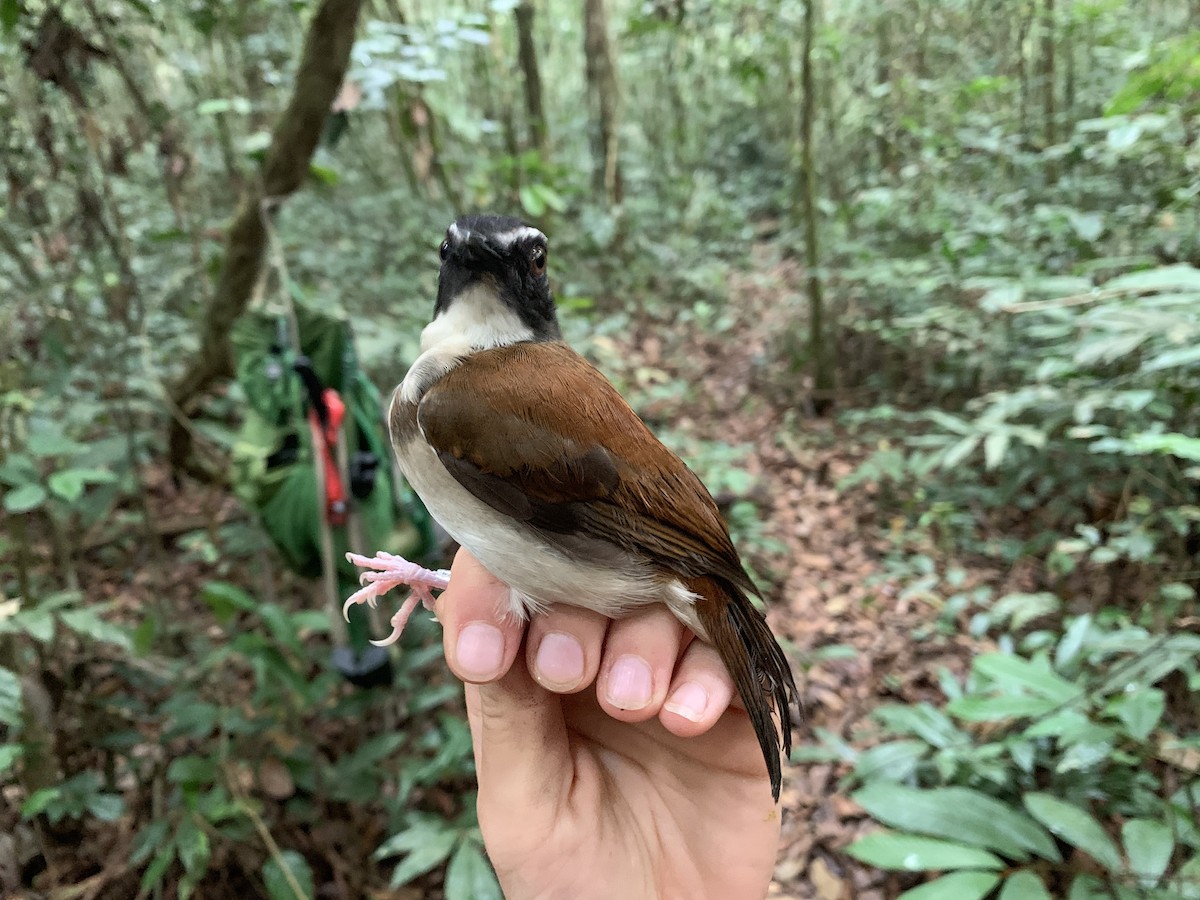 Brown-chested Alethe (Chestnut-backed) - ML222074071