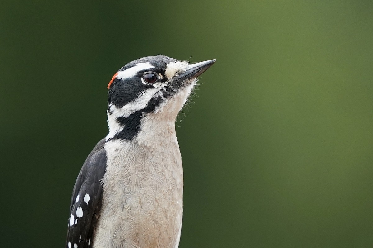 Downy Woodpecker (Pacific) - Derek Lecy