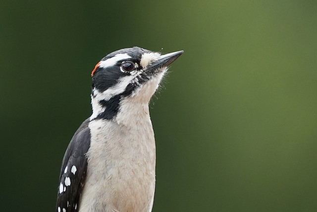 Downy Woodpecker (Pacific)