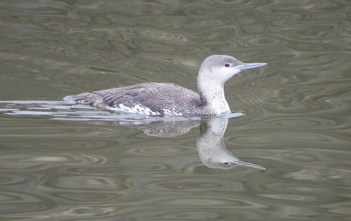 Red-throated Loon - Petra Clayton