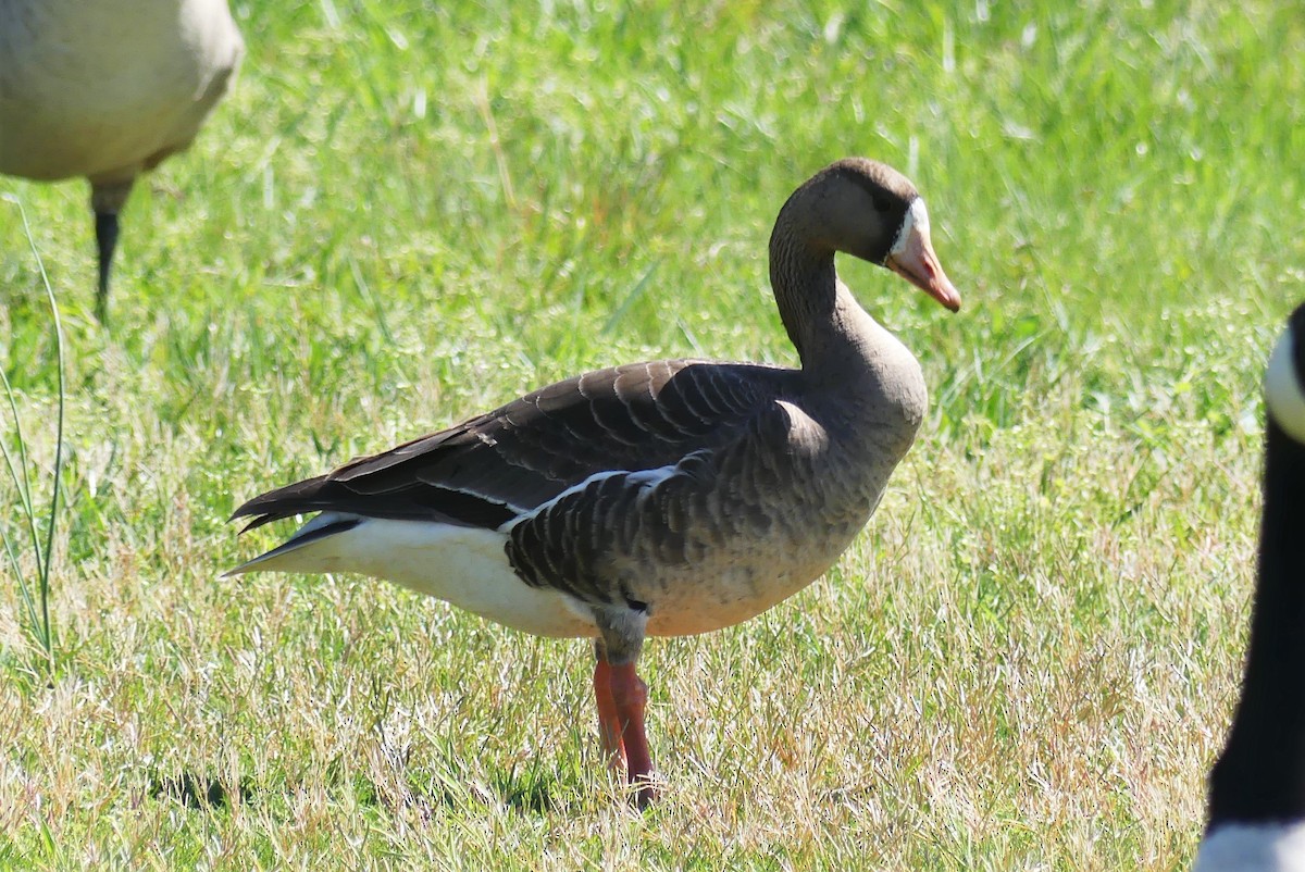 Greater White-fronted Goose - ML222081441