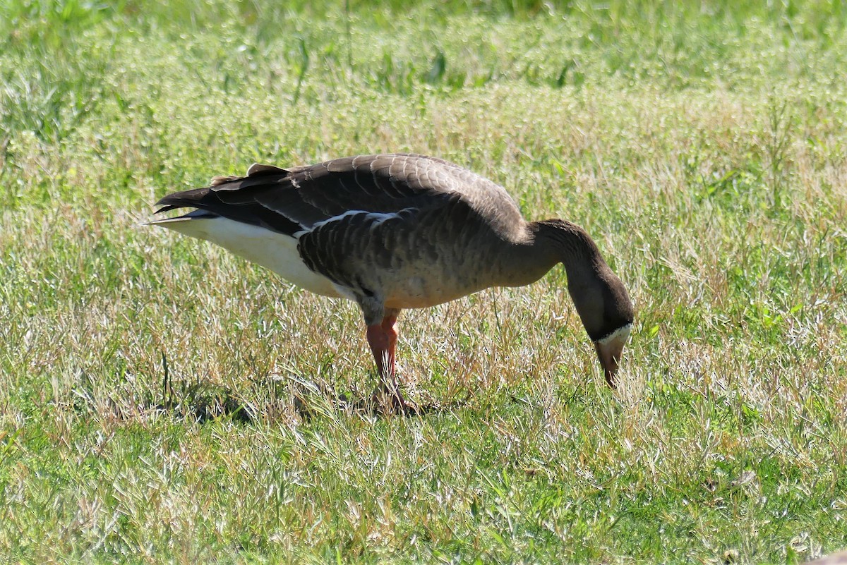 Greater White-fronted Goose - ML222081461