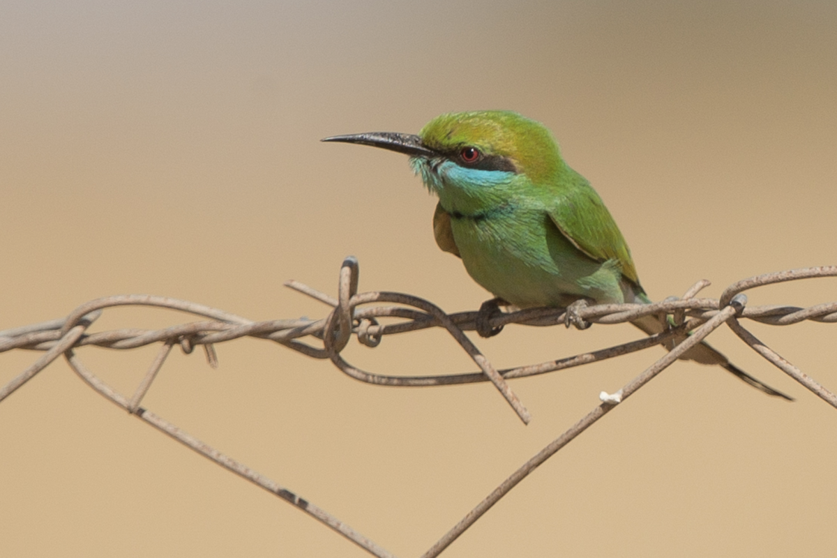 Asian Green Bee-eater - Simon Colenutt