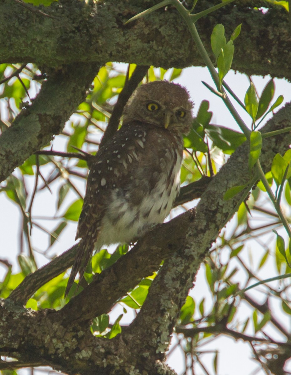 Pearl-spotted Owlet - Janis Grant