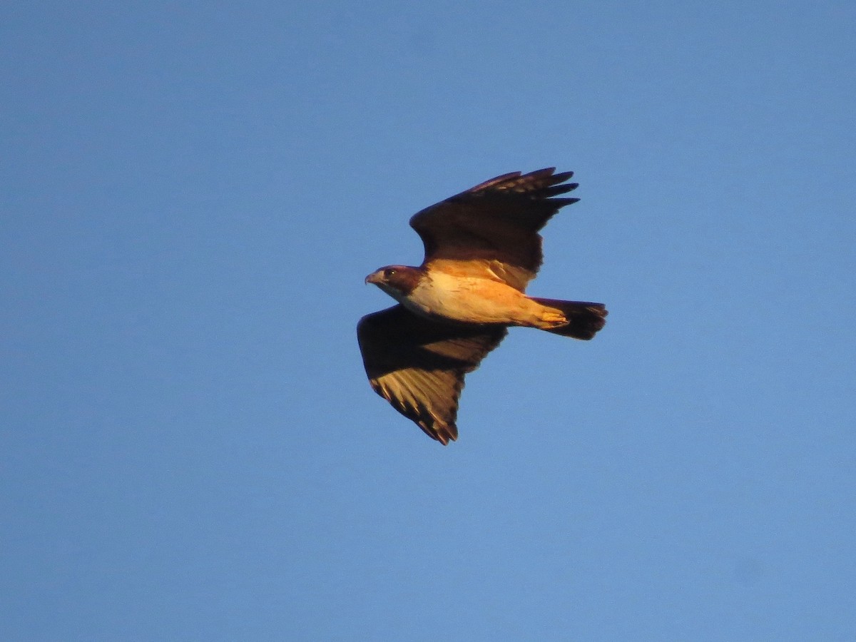 Red-tailed Hawk (kemsiesi/hadropus) - ML22208411