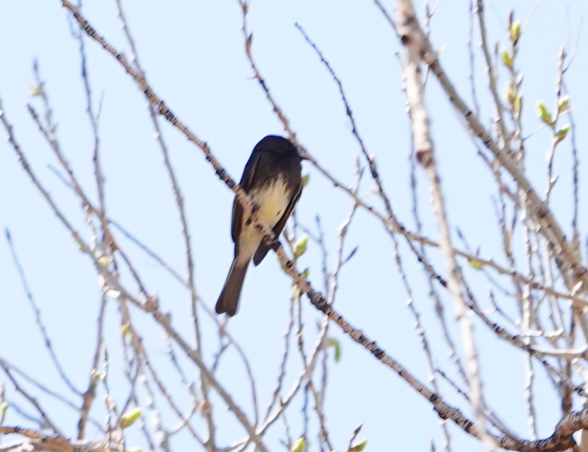 Black Phoebe (Northern) - Ted Cable