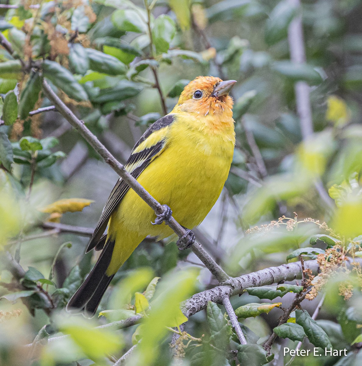 Western Tanager - ML222090491
