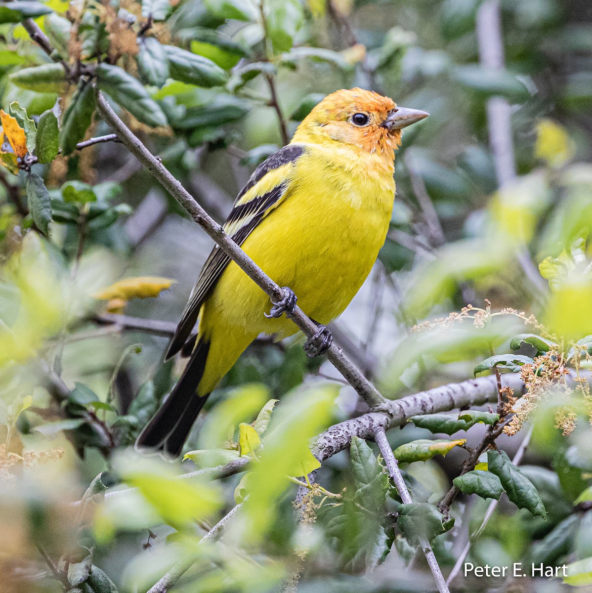 Western Tanager - ML222090501