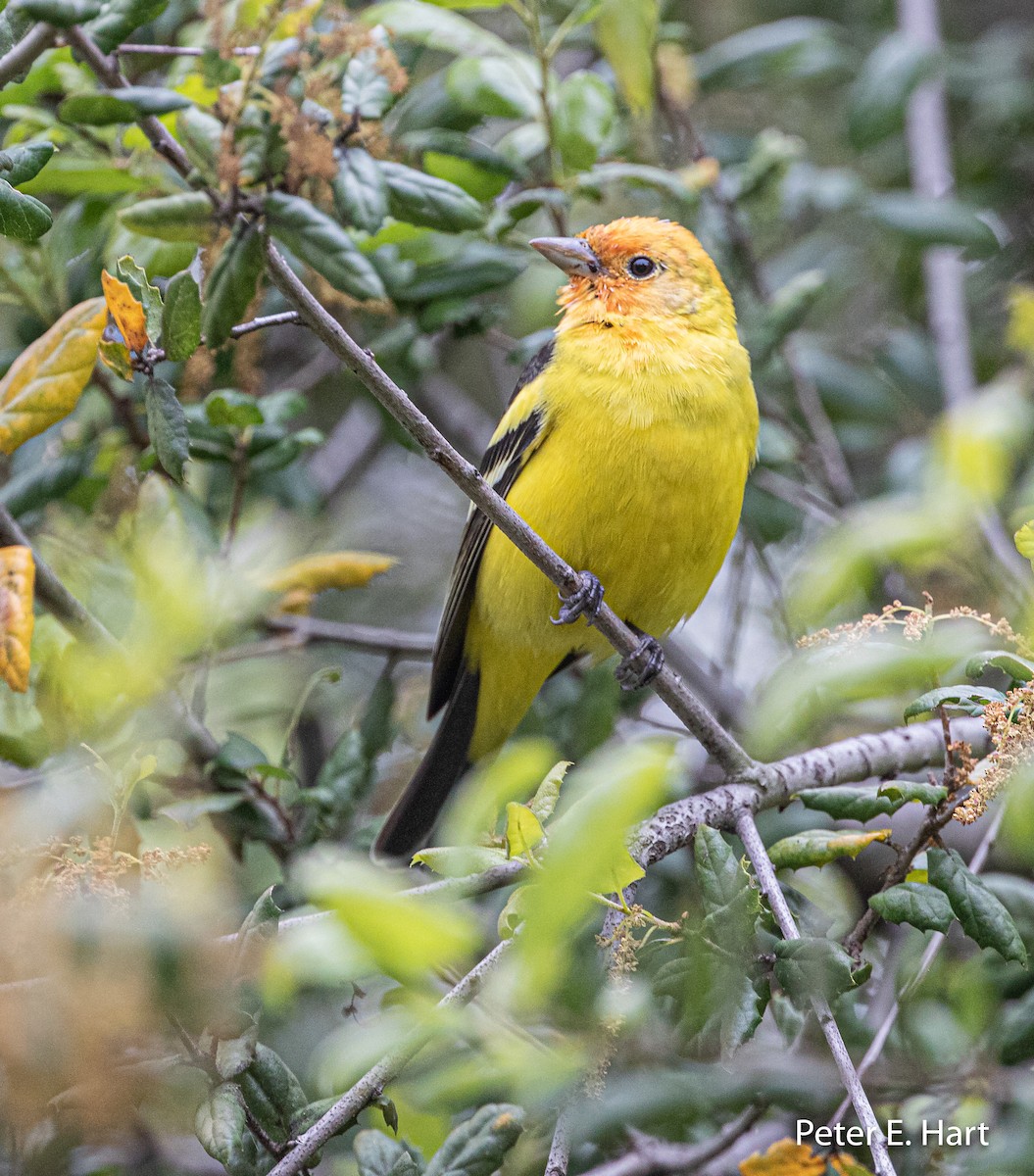 Western Tanager - ML222090551