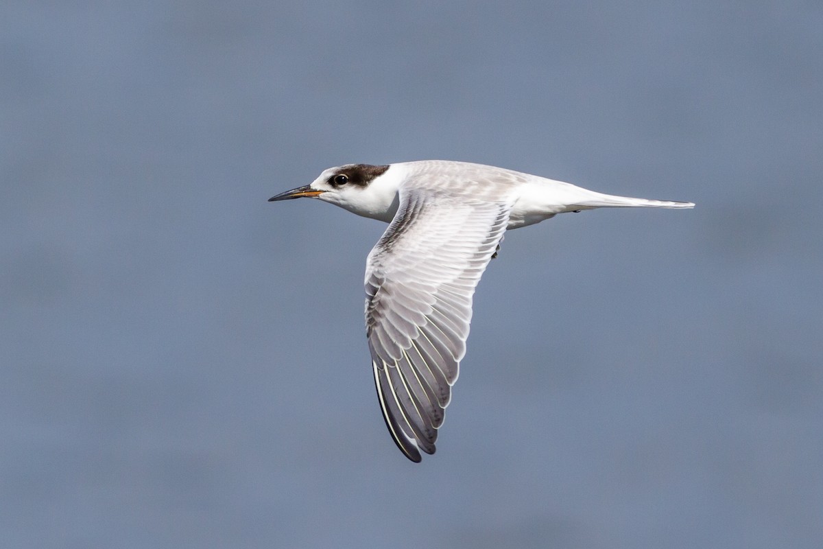 Common Tern - Louis Bevier
