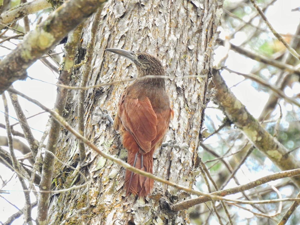 Strong-billed Woodcreeper - Anonymous