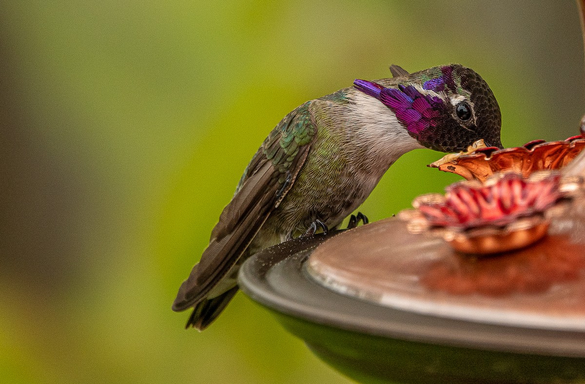 Costa's Hummingbird - Bob Free