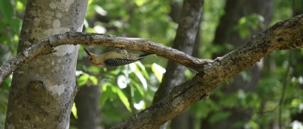 Red-bellied Woodpecker - ML222098861