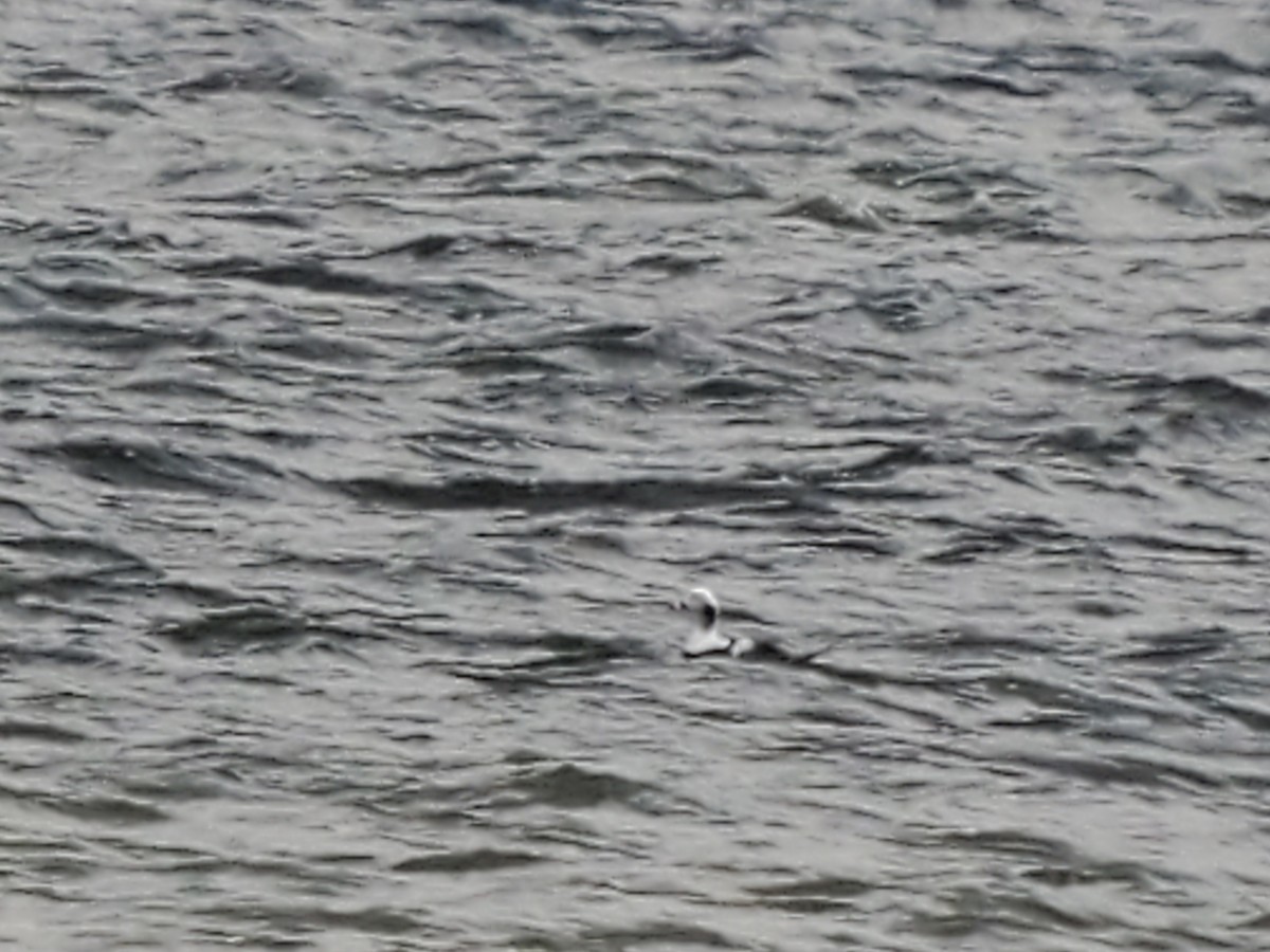 eBird Checklist 9 Apr 2020 Kensington Metroparkgeneral (Oakland