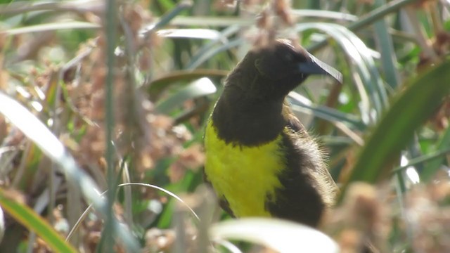Brown-and-yellow Marshbird - ML222100831