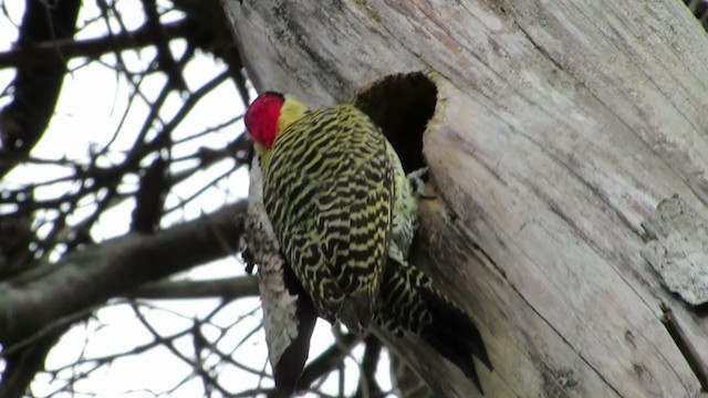 Green-barred Woodpecker - ML222102421