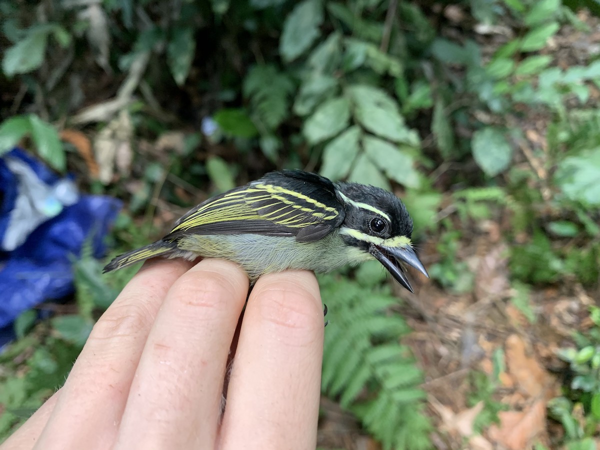 Yellow-throated Tinkerbird - ML222103141