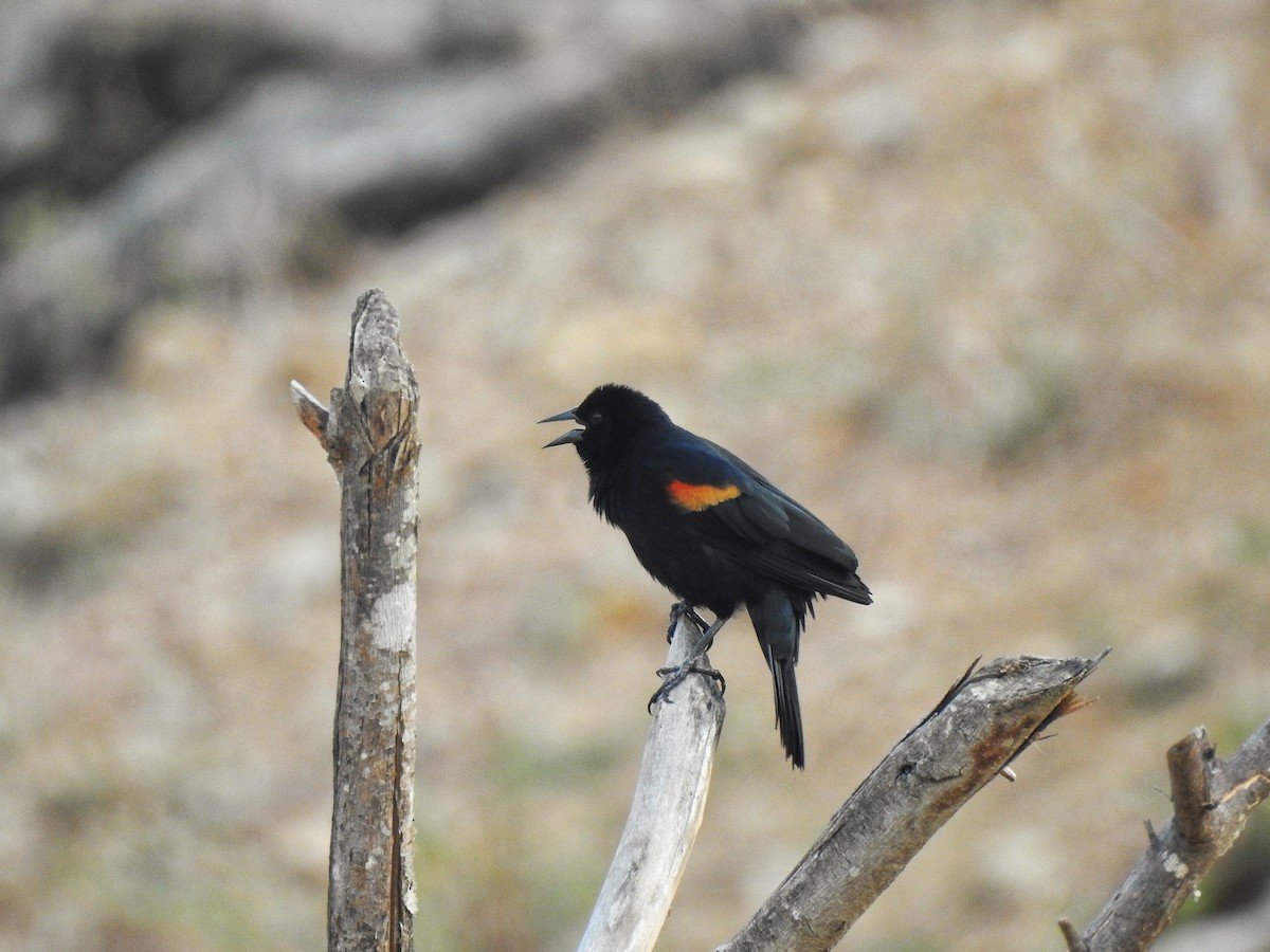 Red-winged Blackbird - ML222103361