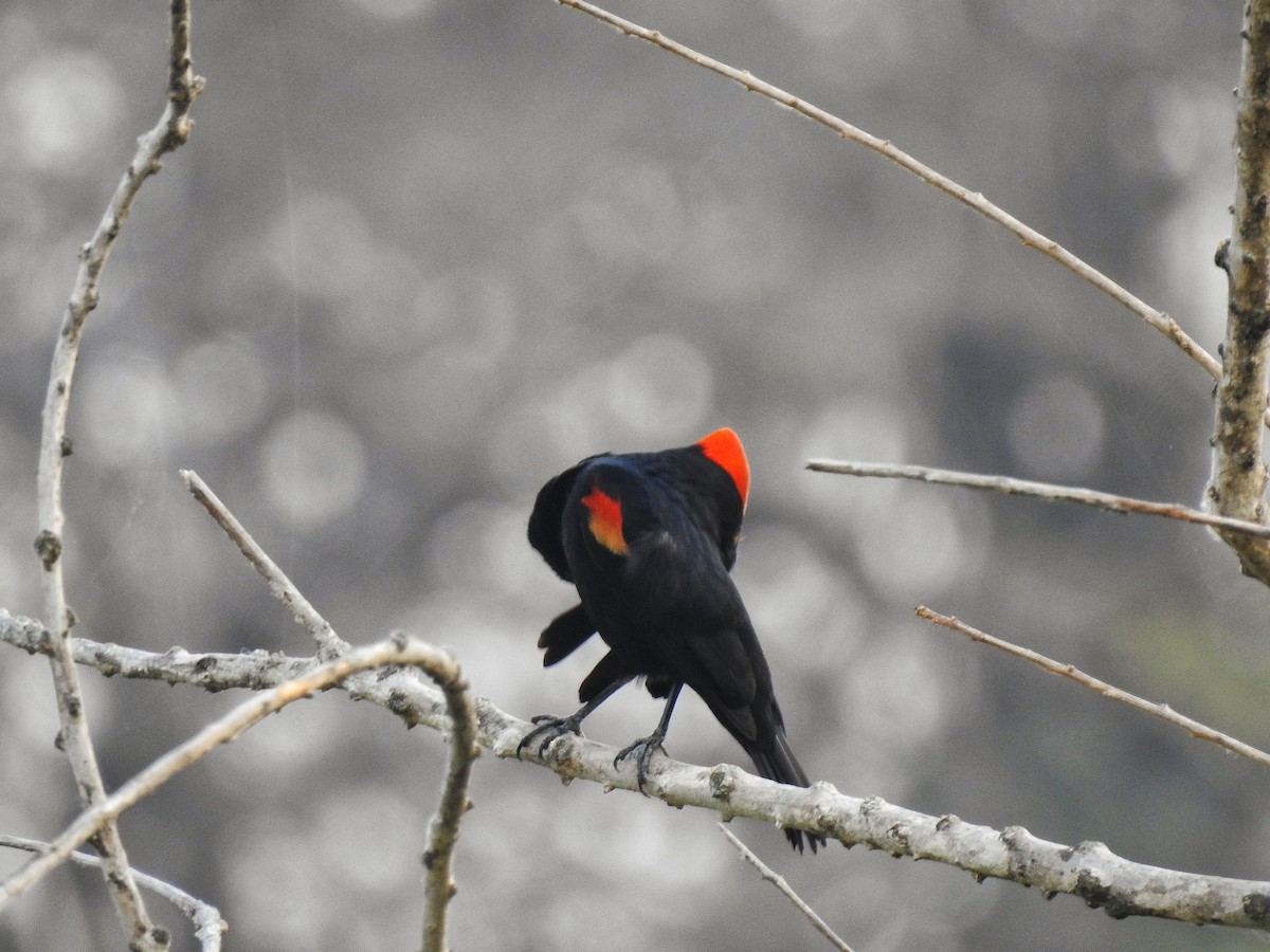 Red-winged Blackbird - ML222104351
