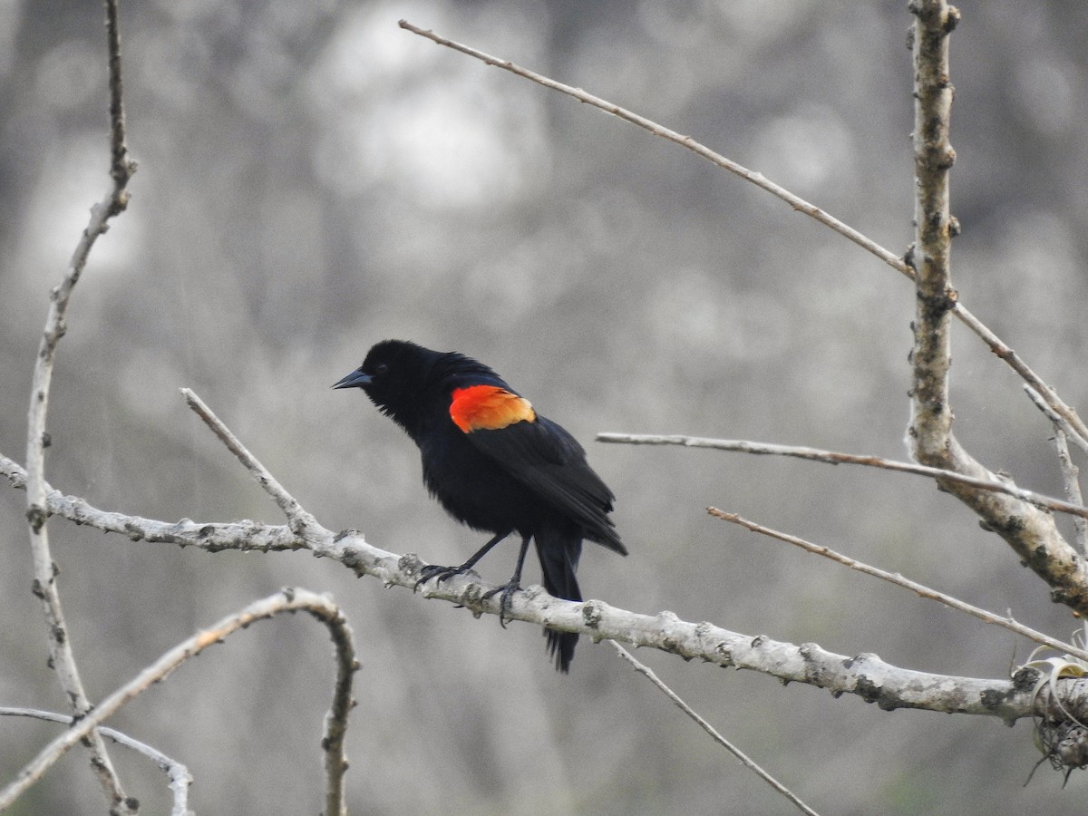 Red-winged Blackbird - ML222104441