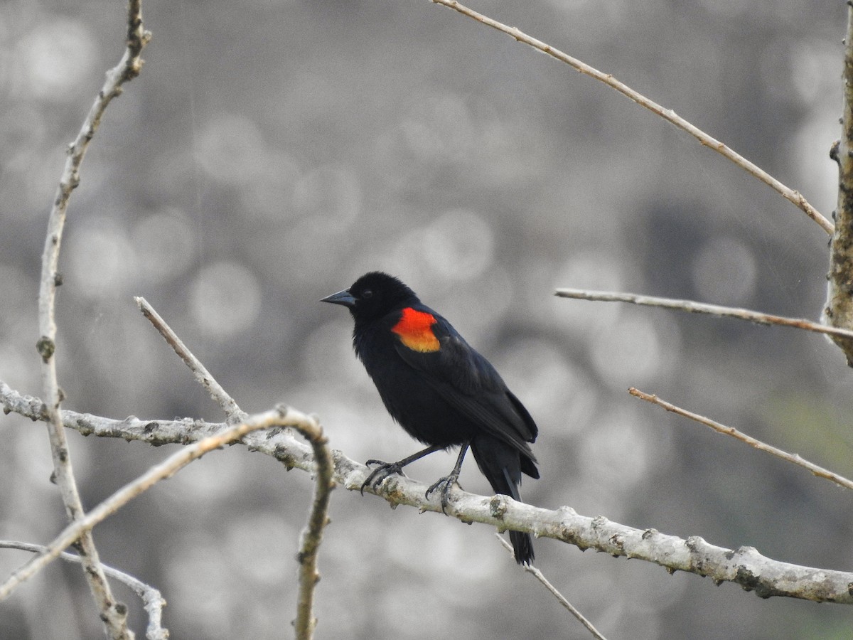 Red-winged Blackbird - ML222104711