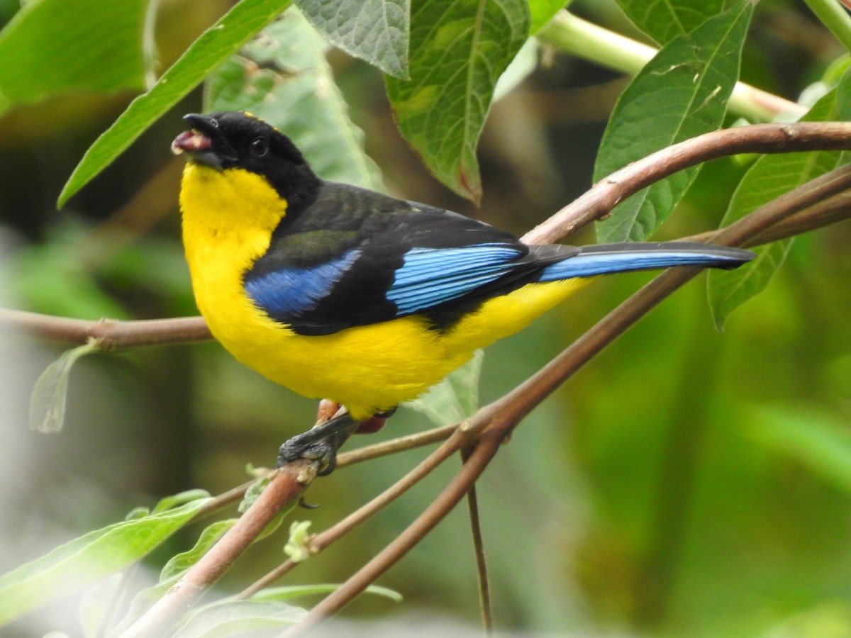 Blue-winged Mountain Tanager - ML222107291