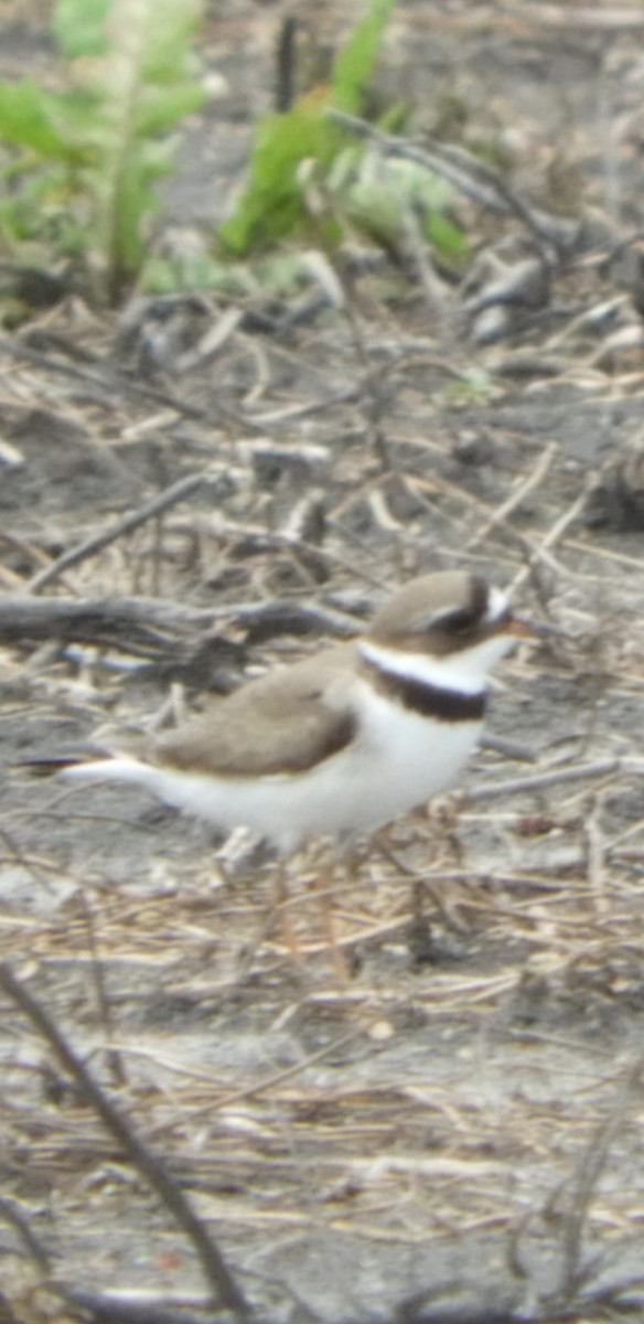 Semipalmated Plover - ML222108821